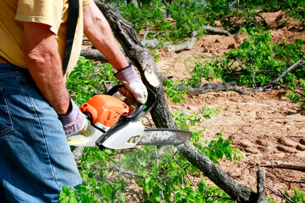 Best Tree Maintenance Programs  in Cloverport, KY